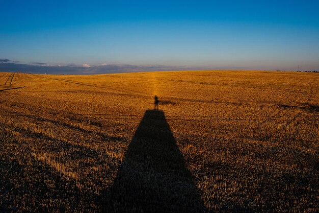 A rural landscape with rows upon rows of crops fading into the horizon, with a small number of farmworkers manually harvesting in one section and robotic harvesters working autonomously in another. This contrast highlights the transition from traditional farming to AI-driven automation.