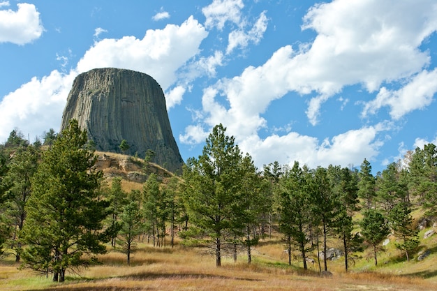 AI in Environmental Conservation: Protecting US Ecosystems