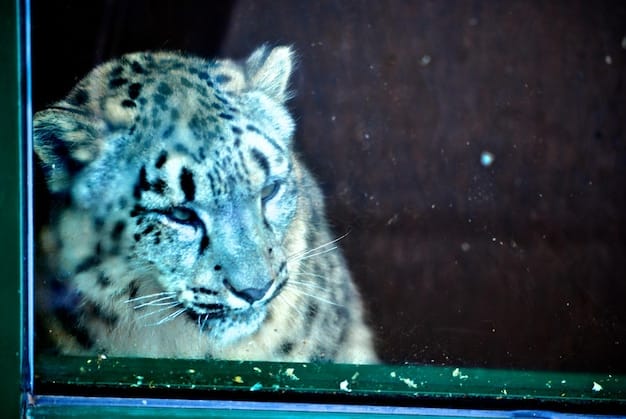 A close-up of a camera trap photograph showing a snow leopard in its natural habitat, with an AI algorithm identifying and cataloging the animal. The image highlights the use of AI in wildlife monitoring.
